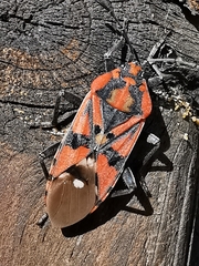 Spilostethus pandurus
