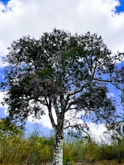 Machaerium hirtum
