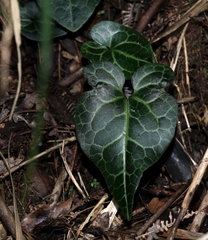 Asarum albomaculatum