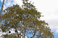 Machaerium hirtum