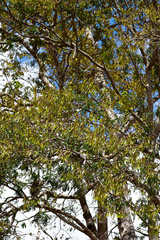 Machaerium hirtum