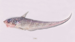 Coelorinchus australis