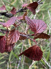 Viburnum betulifolium