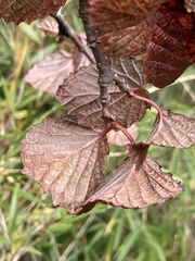 Viburnum betulifolium