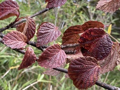 Viburnum betulifolium