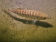 Pseudocaranx georgianus