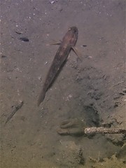 Acentrogobius pflaumii