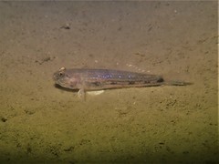 Acentrogobius pflaumii