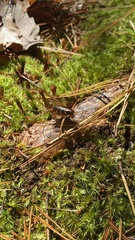 Ceuthophilus gracilipes