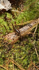 Ceuthophilus gracilipes