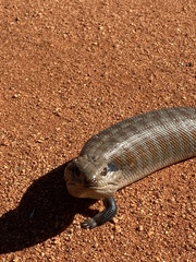 Tiliqua multifasciata
