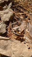 Ceuthophilus gracilipes