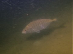 Pseudocaranx georgianus