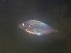 Pseudocaranx georgianus