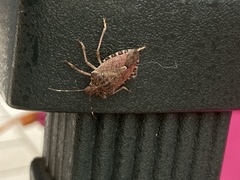 Halyomorpha halys