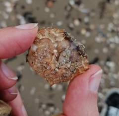 Liocarcinus vernalis