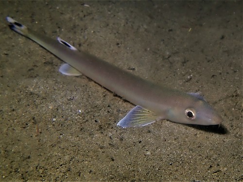 Beaked salmon (Gonorynchus greyi) — Gonorynchidae — 5
