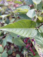 Solanum dulcamara