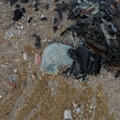 Liocarcinus holsatus