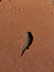 Tiliqua multifasciata