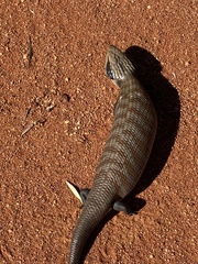Tiliqua multifasciata