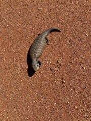 Tiliqua multifasciata