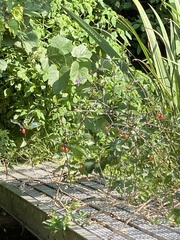 Solanum dulcamara