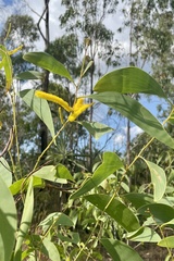 Acacia pellita