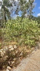 Acacia pellita
