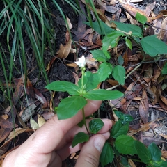 Spigelia humboldtiana