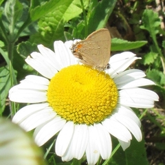 Badecla argentinensis