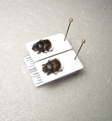 Onthophagus fracticornis