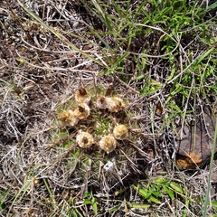 Parodia mammulosa