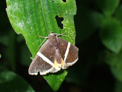 Fodina pallula