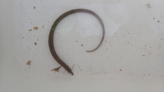 Nerophis lumbriciformis