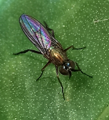 Dolichopodidae