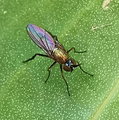 Dolichopodidae