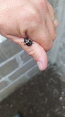 Platyphora semiambita