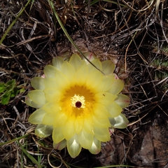 Parodia mammulosa
