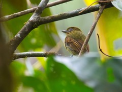 Rhynchocyclus fulvipectus