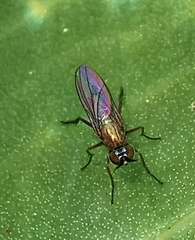 Dolichopodidae