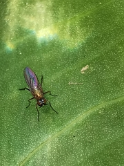 Dolichopodidae