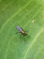 Dolichopodidae