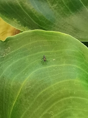 Dolichopodidae