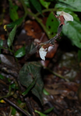 Anoectochilus koshunensis