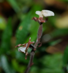 Anoectochilus koshunensis