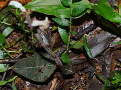 Anoectochilus koshunensis