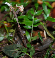 Anoectochilus koshunensis