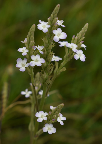 Buchnera linearis R.Br.