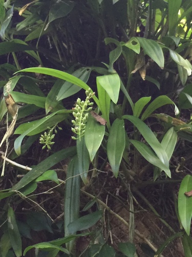 Liparis viridiflora iNat (1)